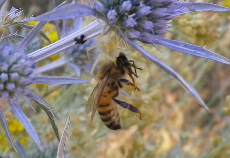 Giovane Thomisus onustus preda ape - Marche